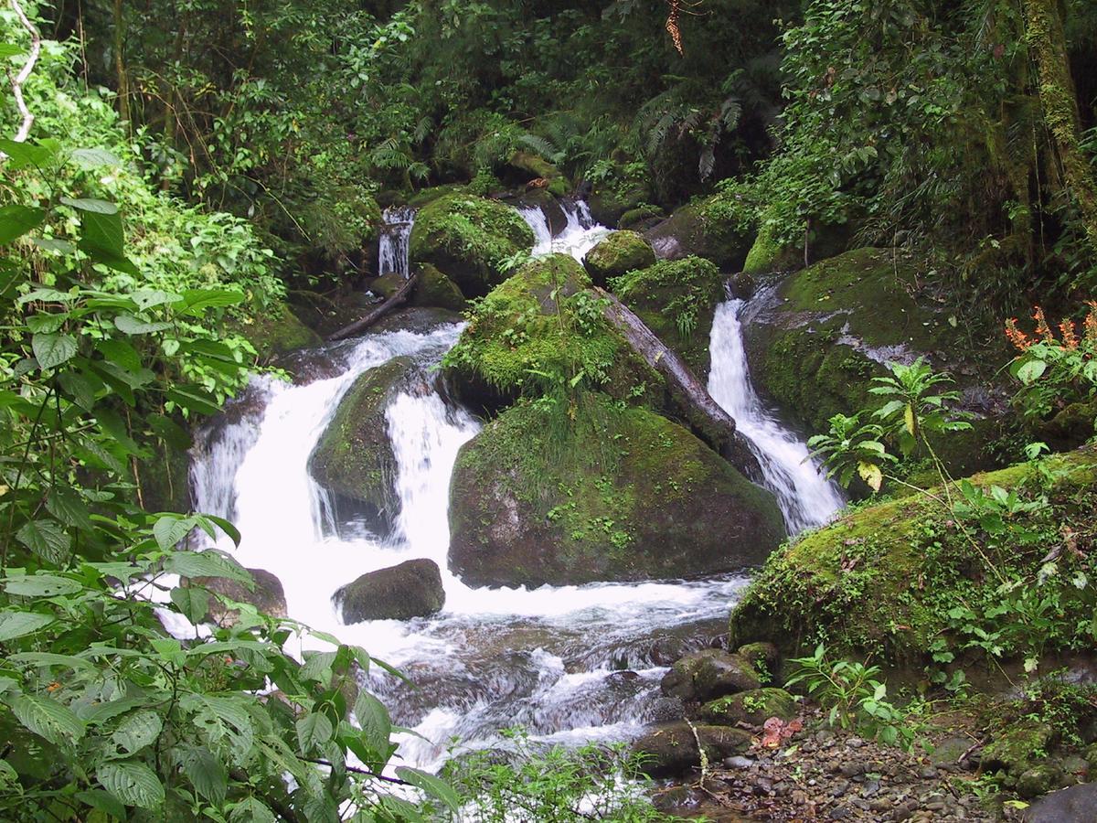 Quetzal Valley Cabins San Gerardo de Dota Exterior photo